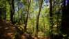 sm20120618_06armstrongwoods_small.jpg