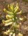 sm2012052402joaquinmilkvetch_small.jpg