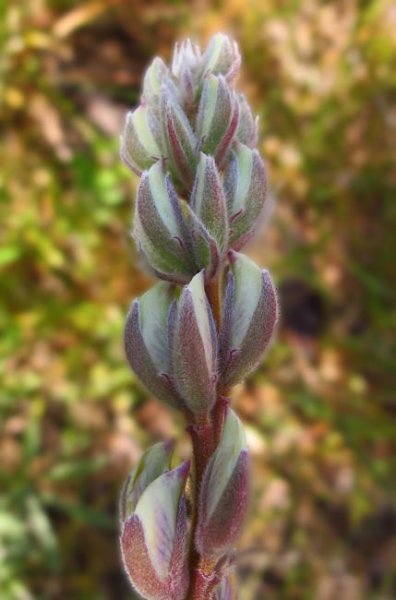 sm2012052405summerlupine.jpg