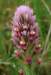 sm20130328_13purpleowlsclover_small.jpg
