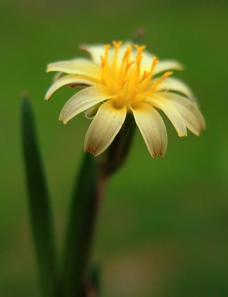 sm20130328_19annualmtdandelion.jpg