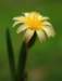 sm20130328_19annualmtdandelion_small.jpg