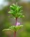 sm20130328_31thymeleafmesamint_small.jpg