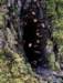 sm20130328l_26carquinezned_small.jpg