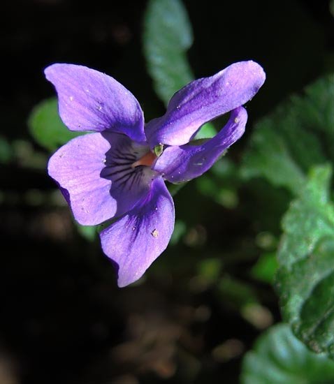 smf20130228_42westerndogviolet.jpg