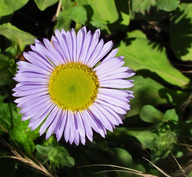 sm20120705_3seasidedaisy.jpg