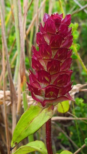 sm20120719_05selfheal.jpg