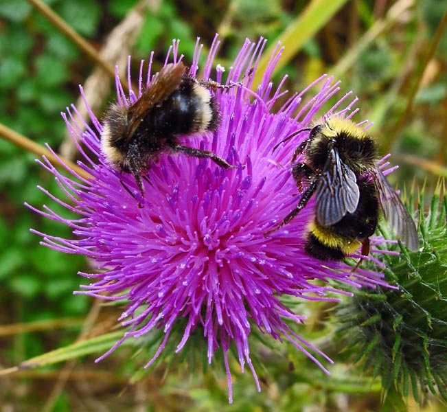 sm20120719_09bullthistle.jpg