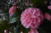 xp2012032921camaillia_small.jpg