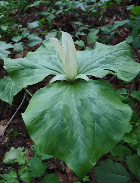 sm20140403_01gianttrillium.jpg