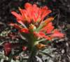 sm20140403_07indianpaintbrushes_small.jpg