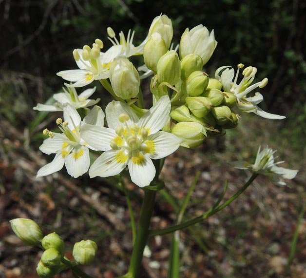 sm20140403_13starlily.jpg