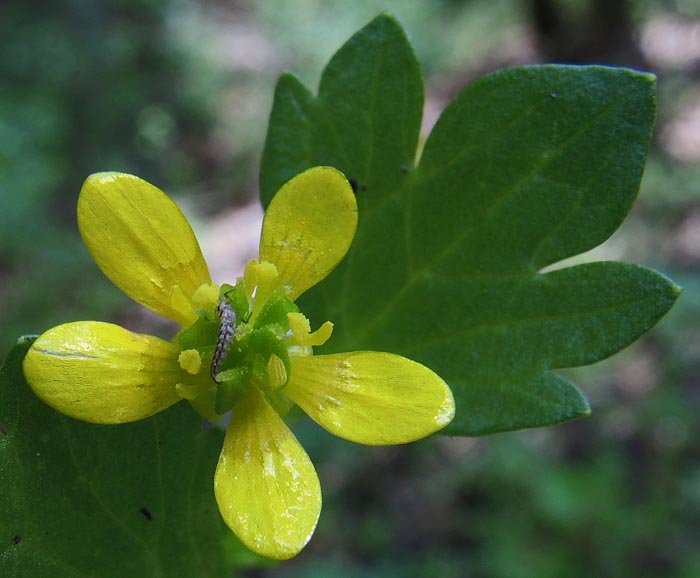 sm20140403_14prickleseedbuttercup.jpg