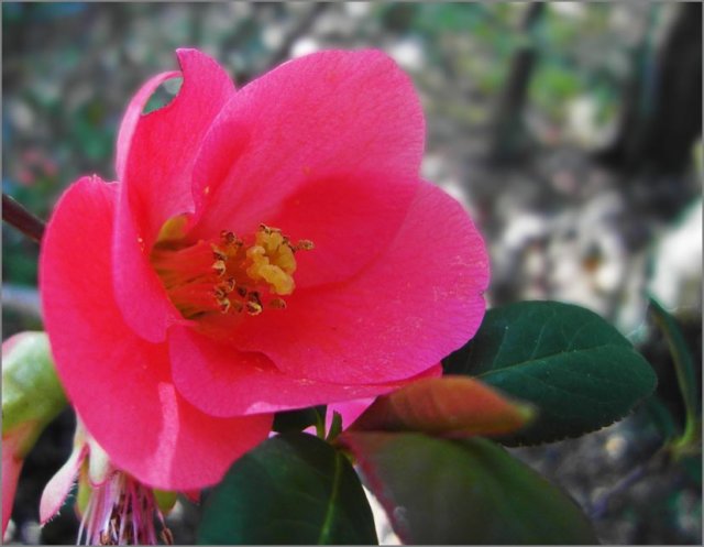 sm20120308_06floweringquince.jpg