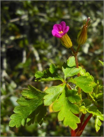 sm20120308_08purplestemmedgeranium.jpg