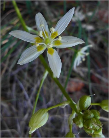 sm20120308_14fremontstarlily.jpg