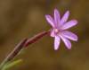 sm12willowherb_small.jpg