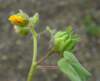 sm14velvetleaf_small.jpg