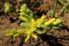 sm20130326_23dwarfstonecrop_small.jpg