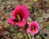 sm20130326_51nkelloggsmonkeyflower_small.jpg