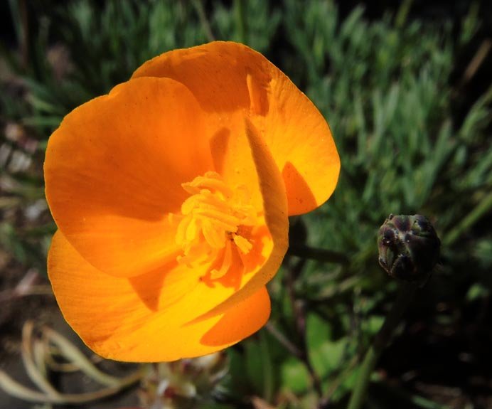 sm20130326_54foothillpoppy.jpg