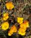 sm20130425_24fryingpanpoppies_small.jpg