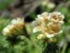 sm20130425_28rockphacelia_small.jpg