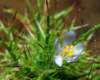 sm20130425_50marigoldnavarretia_small.jpg