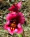 sm20130425_52kelloggsmonkeyflower_small.jpg