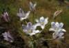 sm20130425_57glassywildhyacinth_small.jpg