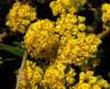 smf20130225_14commonlomatium_small.jpg