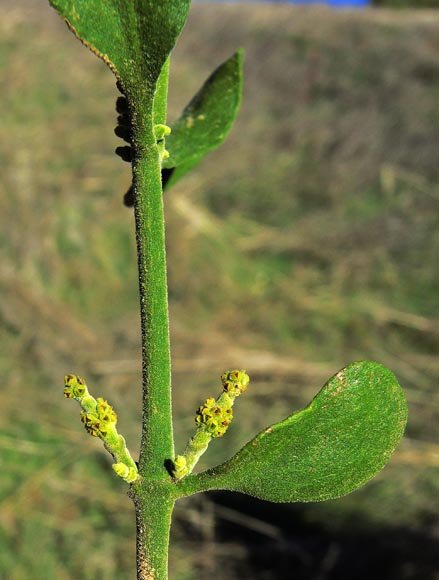 smf20130226_21mistletoe.jpg