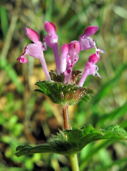 smf20130226_23henbit.jpg