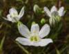 sm2012051001whitehyacinth_small.jpg