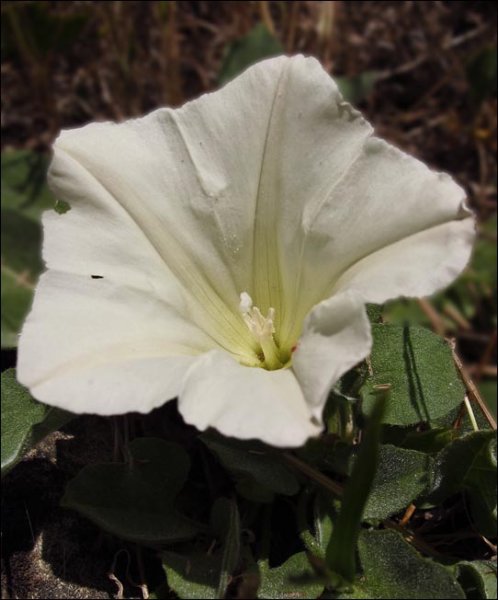 sm2012051009stemlessmorningglory.jpg