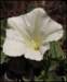 sm2012051009stemlessmorningglory_small.jpg