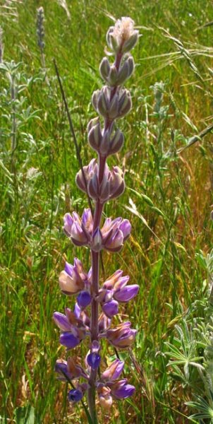 sm2012051013silverlupine.jpg