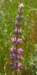 sm2012051013silverlupine_small.jpg