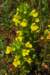 sm2012051017yellowglandweed_small.jpg