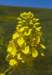 sm2012051019blackmustard_small.jpg