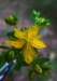 sm20120618_13klamathweed_small.jpg