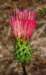 sm20120618_22venusthistle_small.jpg